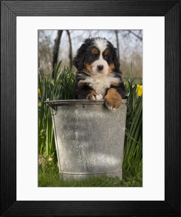 Framed Print : Picture No. 11092392 Framed Print : Picture No. 11092392