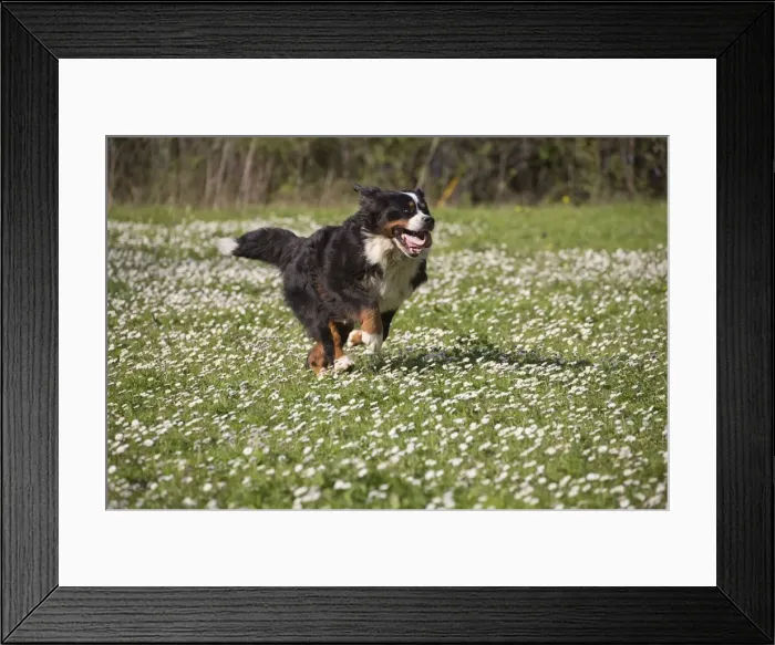 Framed Print : Picture No. 11092394 Framed Print : Picture No. 11092394