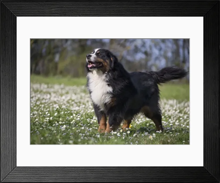 Framed Print : Picture No. 11092395 Framed Print : Picture No. 11092395