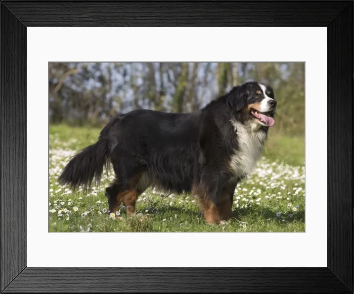 Framed Print : Picture No. 11092396 Framed Print : Picture No. 11092396