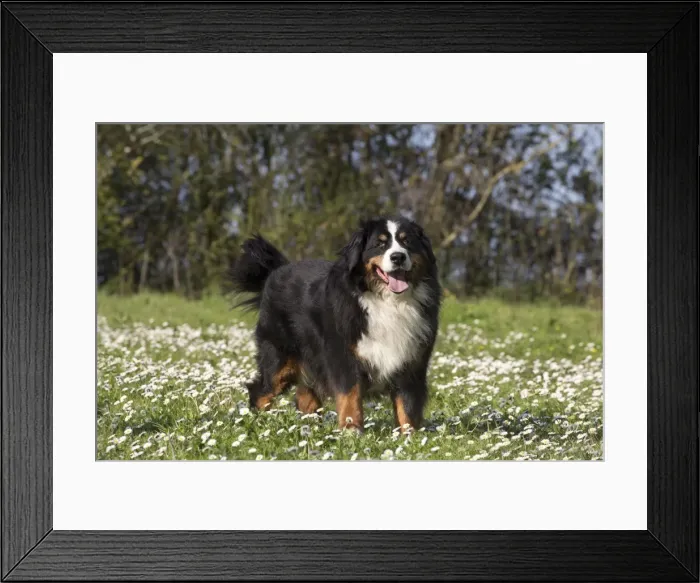 Framed Print : Picture No. 11092398 Framed Print : Picture No. 11092398