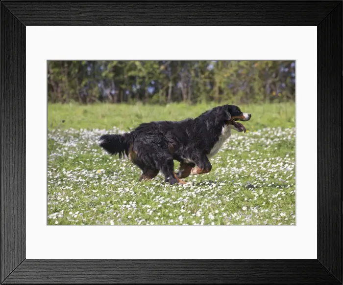 Framed Print : Picture No. 11092399 Framed Print : Picture No. 11092399