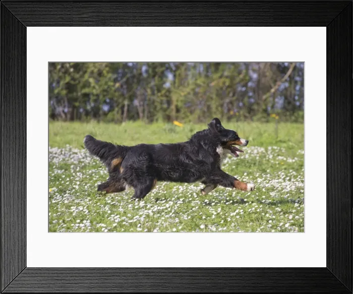 Framed Print : Picture No. 11092400 Framed Print : Picture No. 11092400