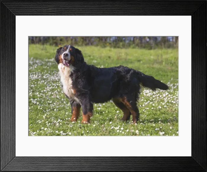 Framed Print : Picture No. 11092403 Framed Print : Picture No. 11092403