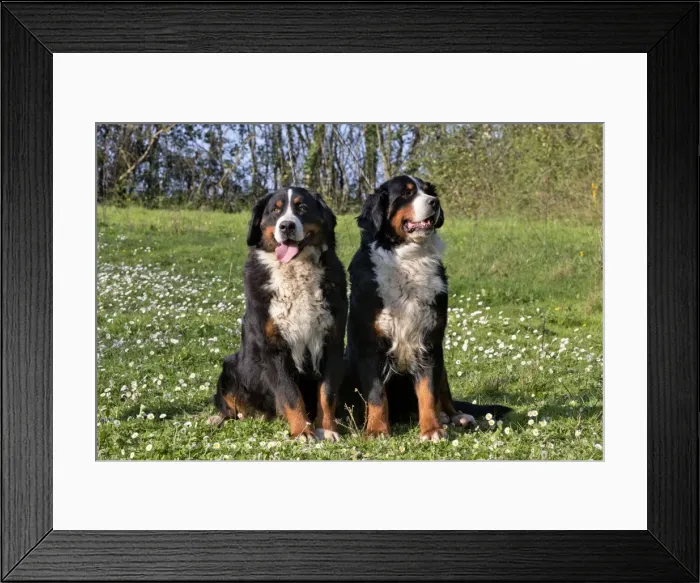 Framed Print : Picture No. 11092404 Framed Print : Picture No. 11092404