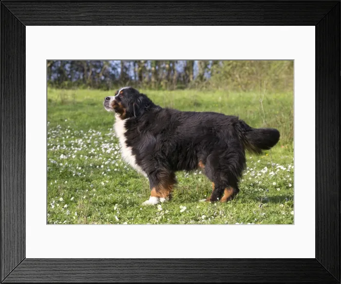 Framed Print : Picture No. 11092405 Framed Print : Picture No. 11092405