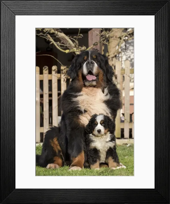 Framed Print : Picture No. 11092406 Framed Print : Picture No. 11092406