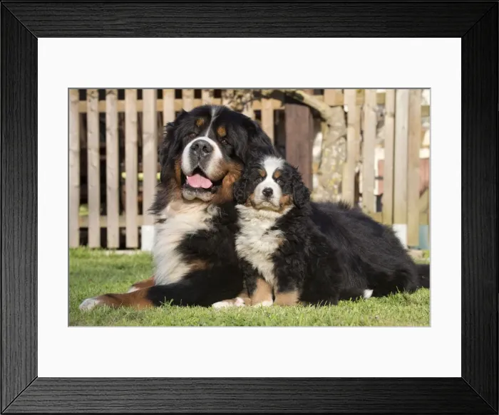 Framed Print : Picture No. 11092407 Framed Print : Picture No. 11092407