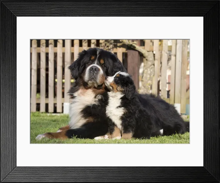 Framed Print : Picture No. 11092408 Framed Print : Picture No. 11092408