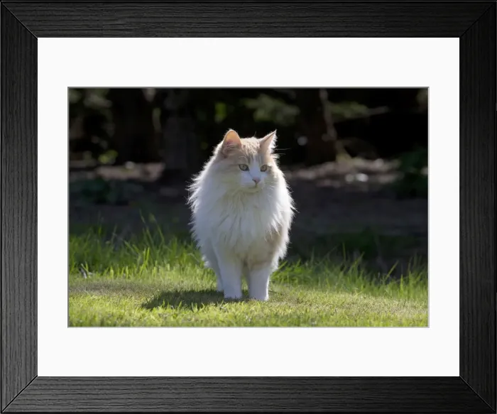 Framed Print : Picture No. 11092411 Framed Print : Picture No. 11092411