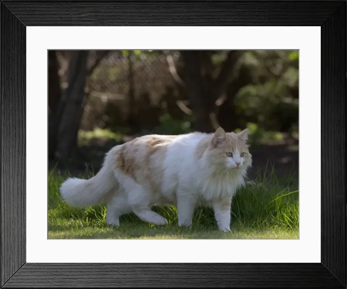 Framed Print : Picture No. 11092410 Framed Print : Picture No. 11092410