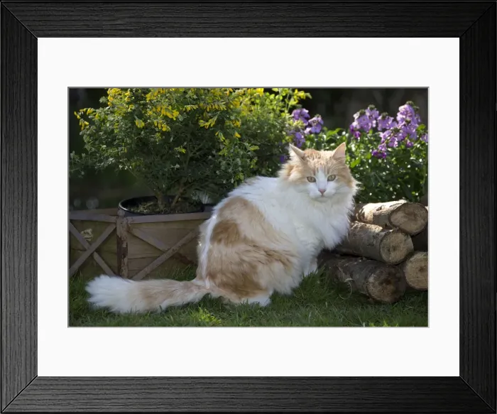 Framed Print : Picture No. 11092413 Framed Print : Picture No. 11092413