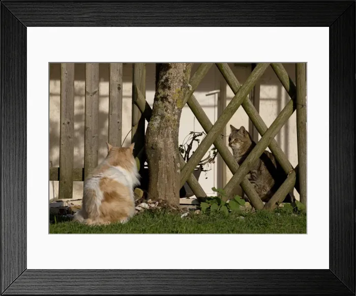 Framed Print : Picture No. 11092414 Framed Print : Picture No. 11092414
