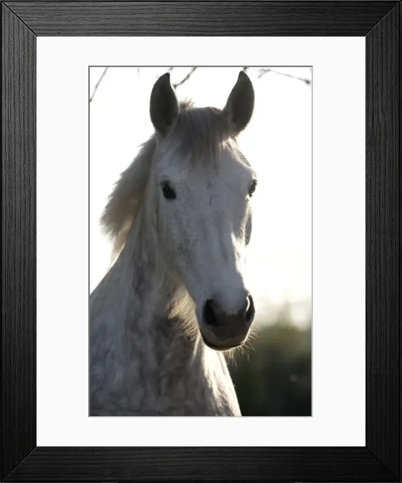 Framed Print : Picture No. 11092416 Framed Print : Picture No. 11092416