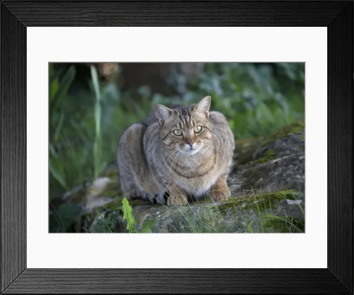 Framed Print : Picture No. 11092417 Framed Print : Picture No. 11092417