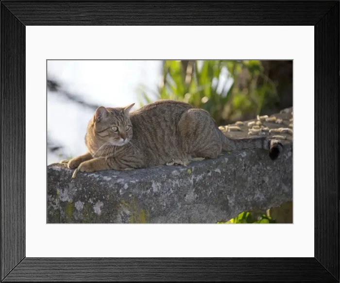 Framed Print : Picture No. 11092418 Framed Print : Picture No. 11092418