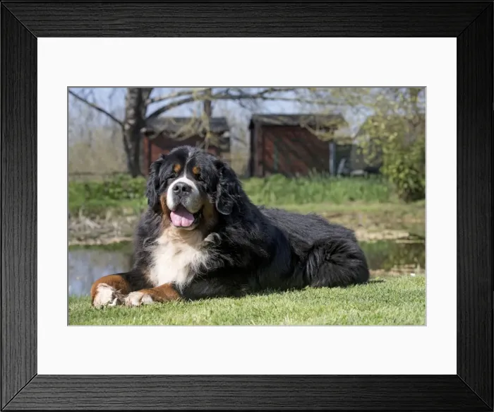 Framed Print : Picture No. 11092419 Framed Print : Picture No. 11092419
