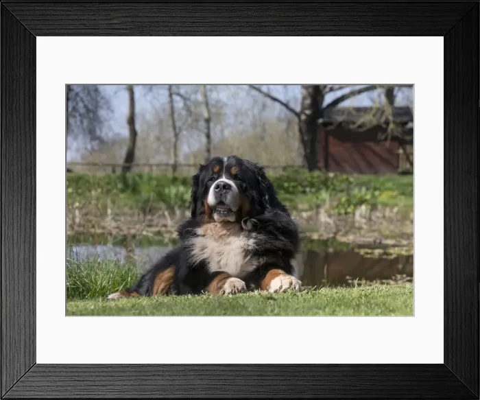 Framed Print : Picture No. 11092420 Framed Print : Picture No. 11092420