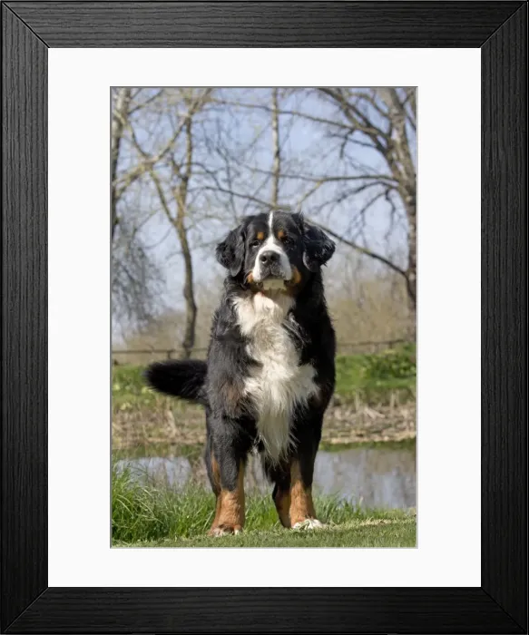 Framed Print : Picture No. 11092423 Framed Print : Picture No. 11092423