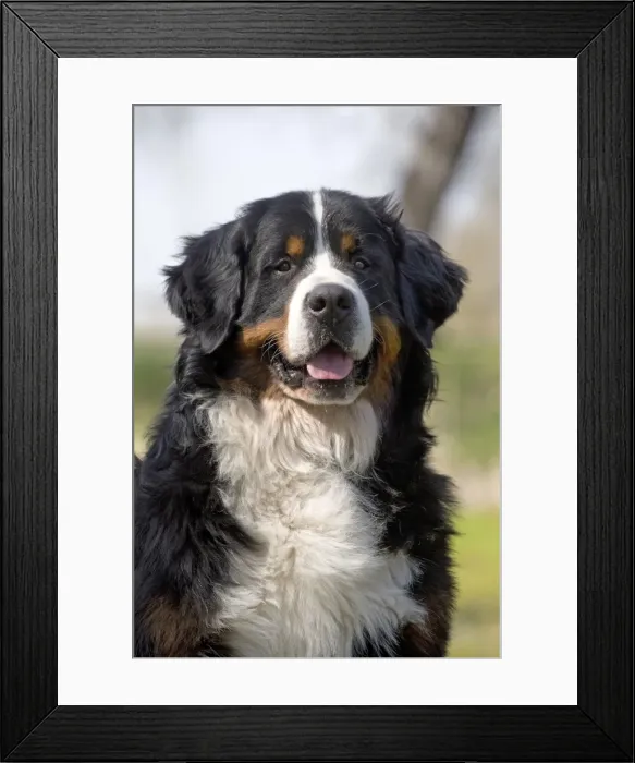 Framed Print : Picture No. 11092424 Framed Print : Picture No. 11092424