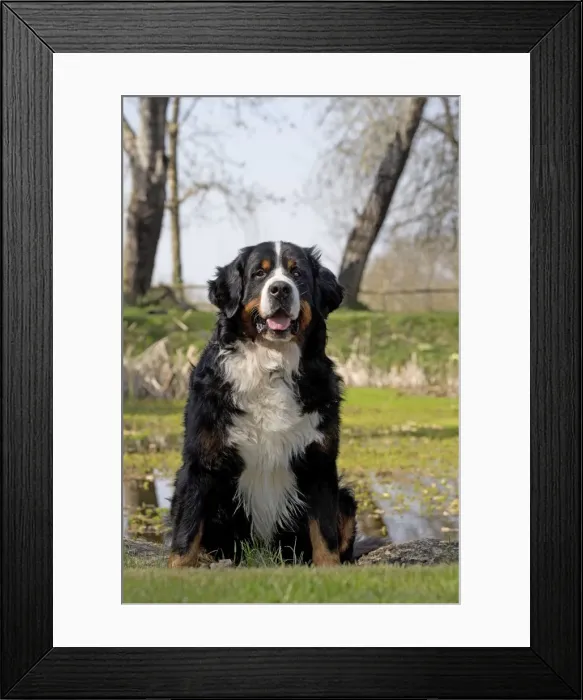 Framed Print : Picture No. 11092425 Framed Print : Picture No. 11092425