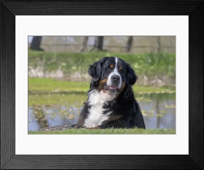 Framed Print : Picture No. 11092426 Framed Print : Picture No. 11092426