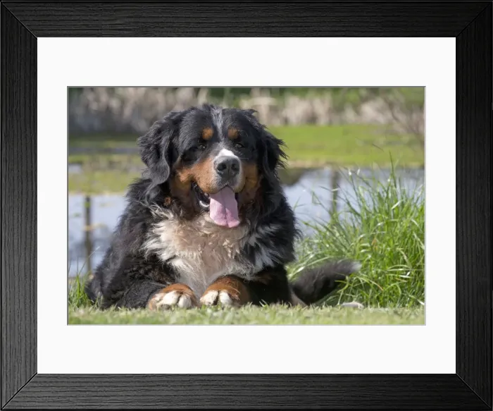 Framed Print : Picture No. 11092427 Framed Print : Picture No. 11092427