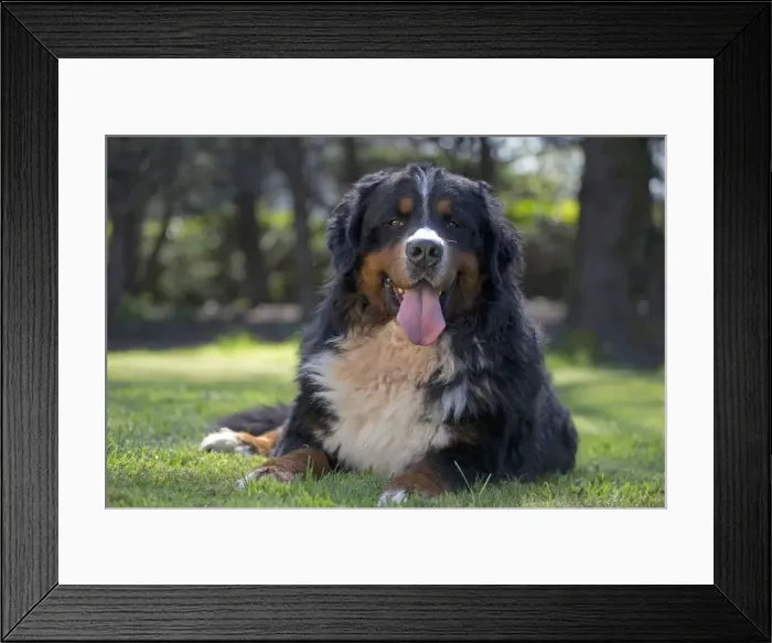 Framed Print : Picture No. 11092428 Framed Print : Picture No. 11092428