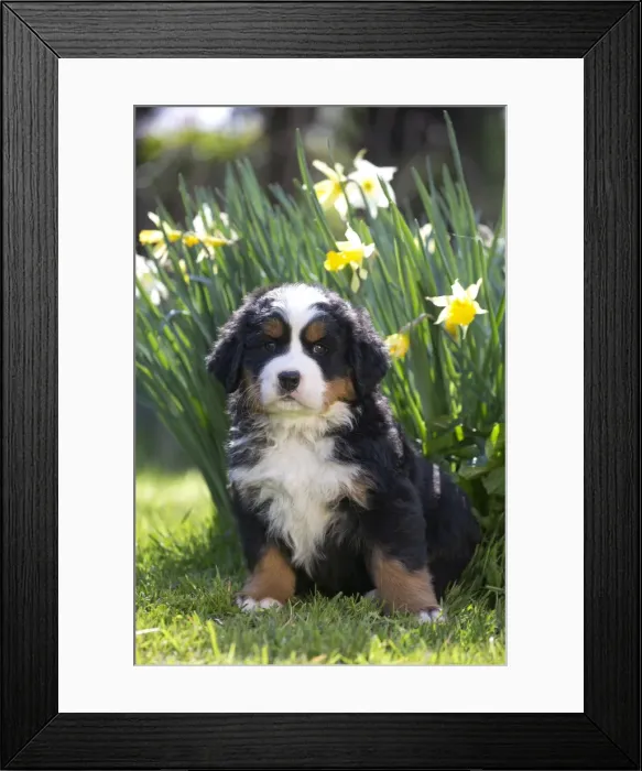 Framed Print : Picture No. 11092430 Framed Print : Picture No. 11092430
