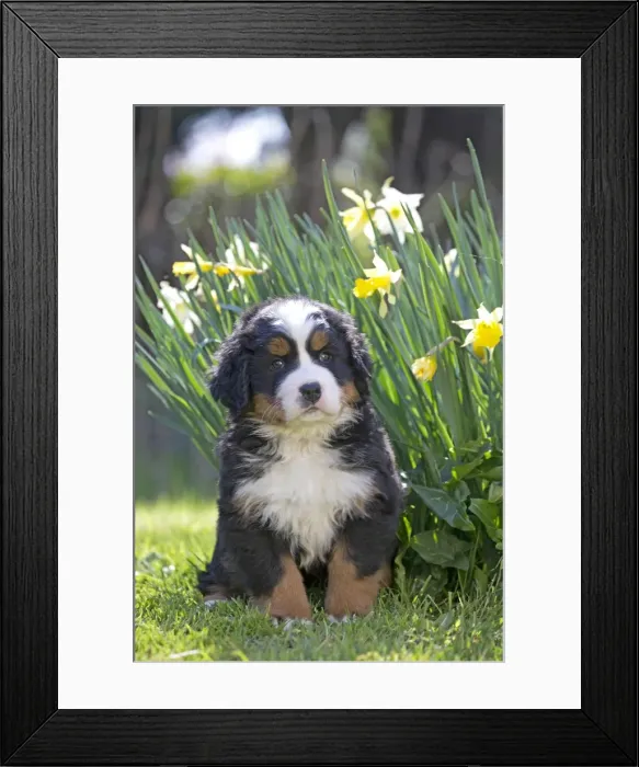 Framed Print : Picture No. 11092431 Framed Print : Picture No. 11092431