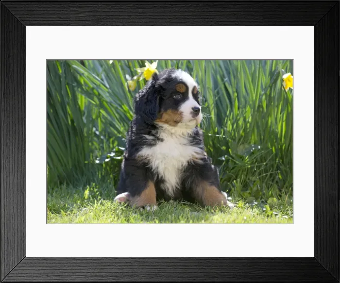 Framed Print : Picture No. 11092435 Framed Print : Picture No. 11092435