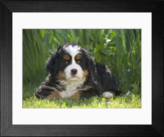Framed Print : Picture No. 11092437 Framed Print : Picture No. 11092437
