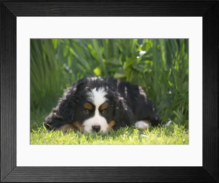 Framed Print : Picture No. 11092436 Framed Print : Picture No. 11092436