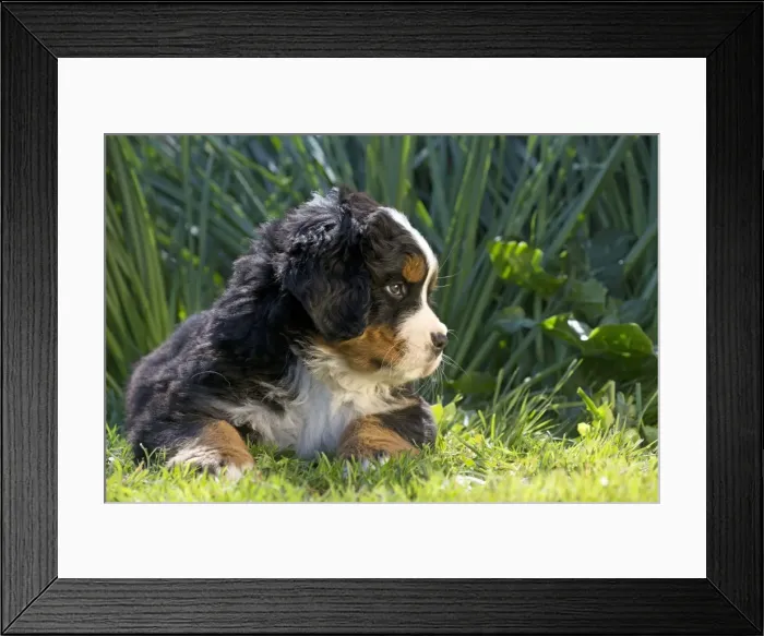 Framed Print : Picture No. 11092438 Framed Print : Picture No. 11092438