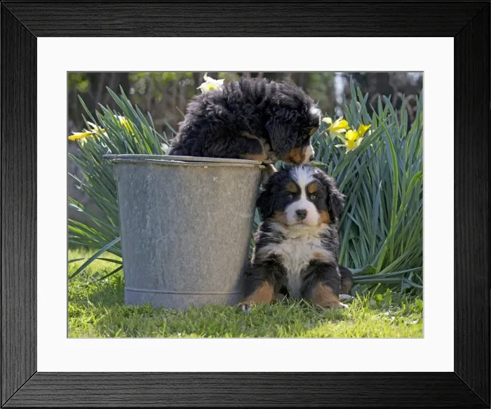 Framed Print : Picture No. 11092441 Framed Print : Picture No. 11092441