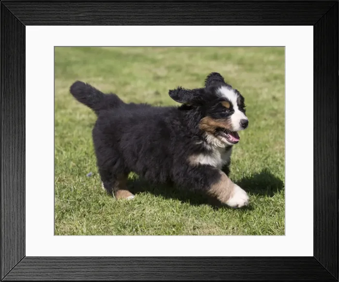 Framed Print : Picture No. 11092443 Framed Print : Picture No. 11092443