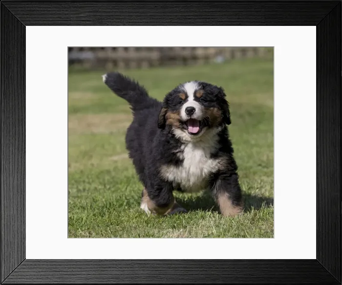 Framed Print : Picture No. 11092445 Framed Print : Picture No. 11092445