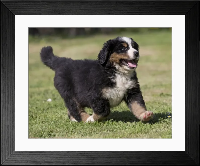 Framed Print : Picture No. 11092444 Framed Print : Picture No. 11092444