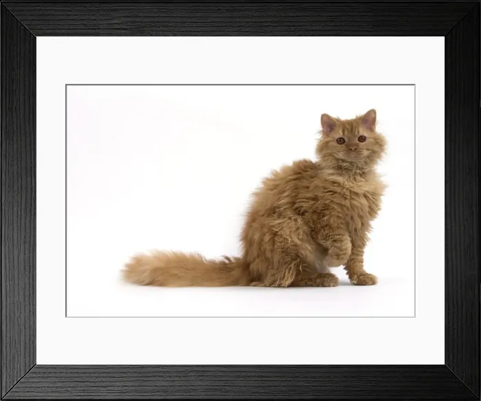 Framed Print : Picture No. 11092447 Framed Print : Picture No. 11092447
