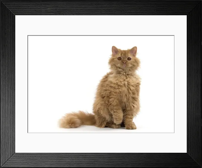 Framed Print : Picture No. 11092448 Framed Print : Picture No. 11092448