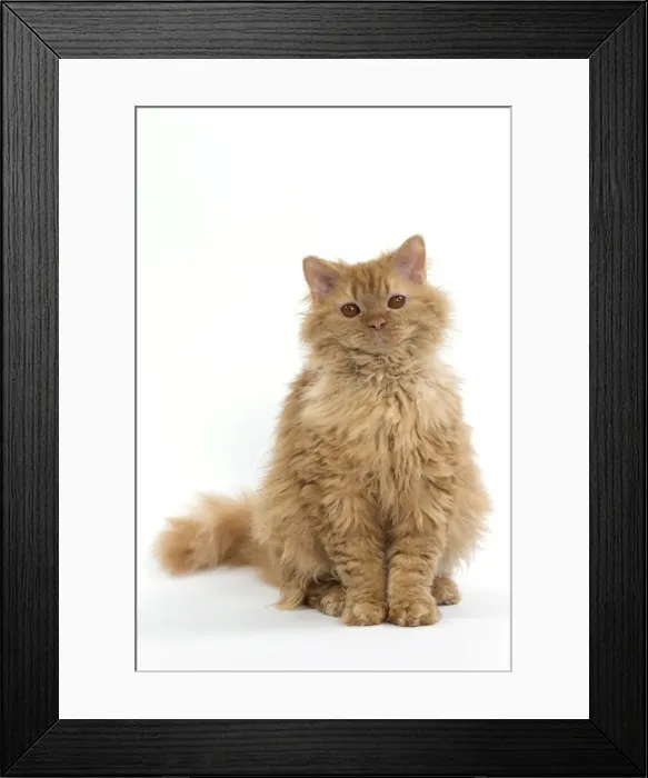 Framed Print : Picture No. 11092450 Framed Print : Picture No. 11092450
