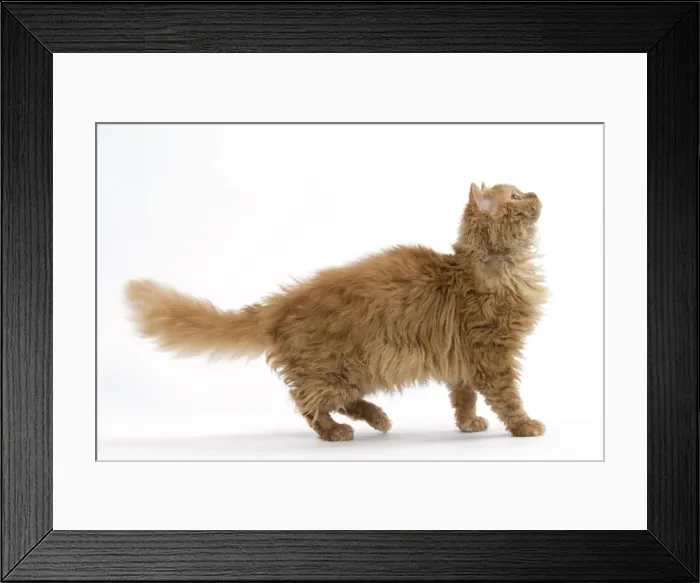 Framed Print : Picture No. 11092451 Framed Print : Picture No. 11092451