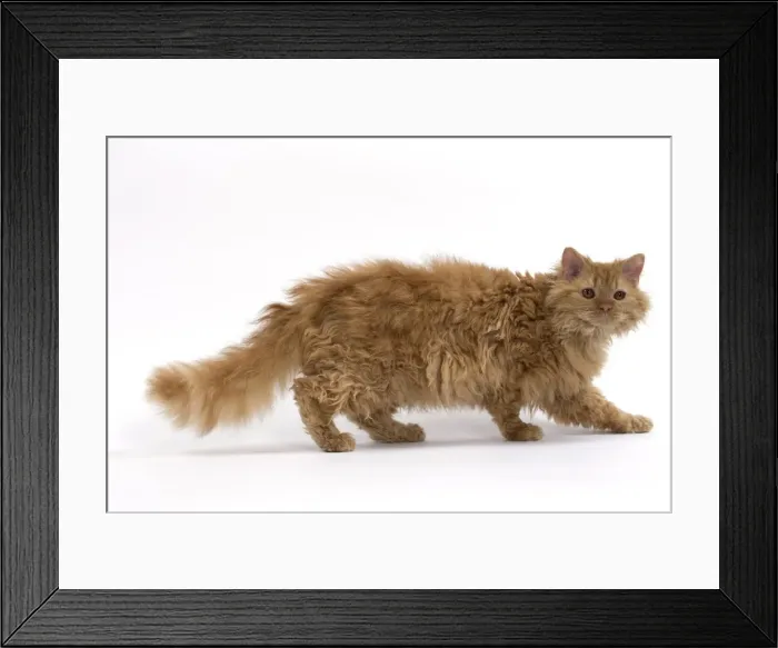 Framed Print : Picture No. 11092446 Framed Print : Picture No. 11092446
