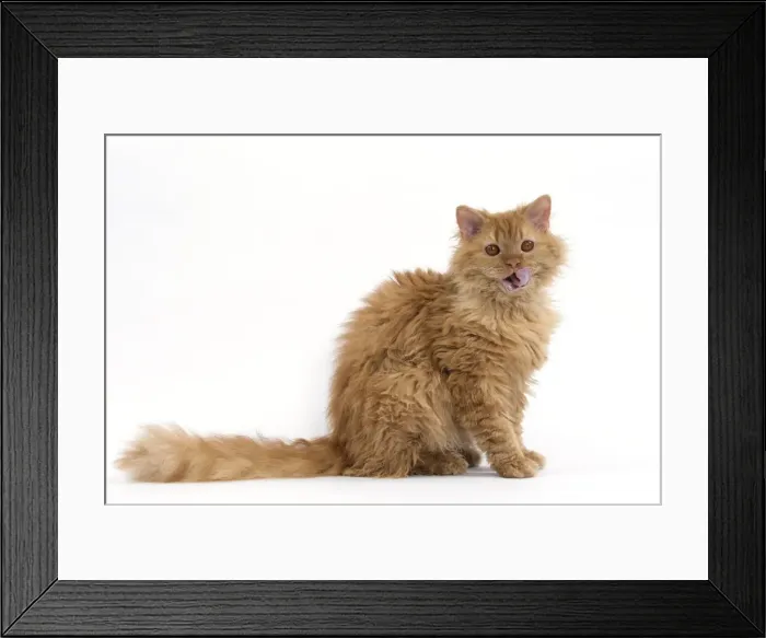 Framed Print : Picture No. 11092452 Framed Print : Picture No. 11092452