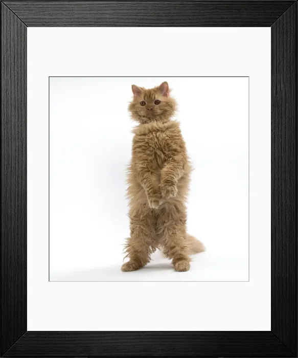 Framed Print : Picture No. 11092453