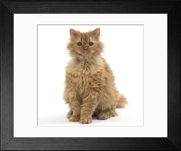 Framed Print : Picture No. 11092454 Framed Print : Picture No. 11092454