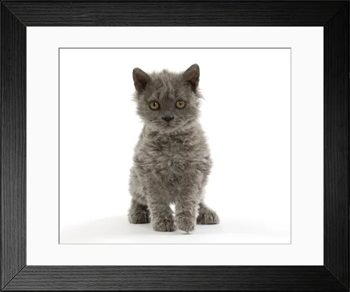Framed Print : Picture No. 11092455 Framed Print : Picture No. 11092455