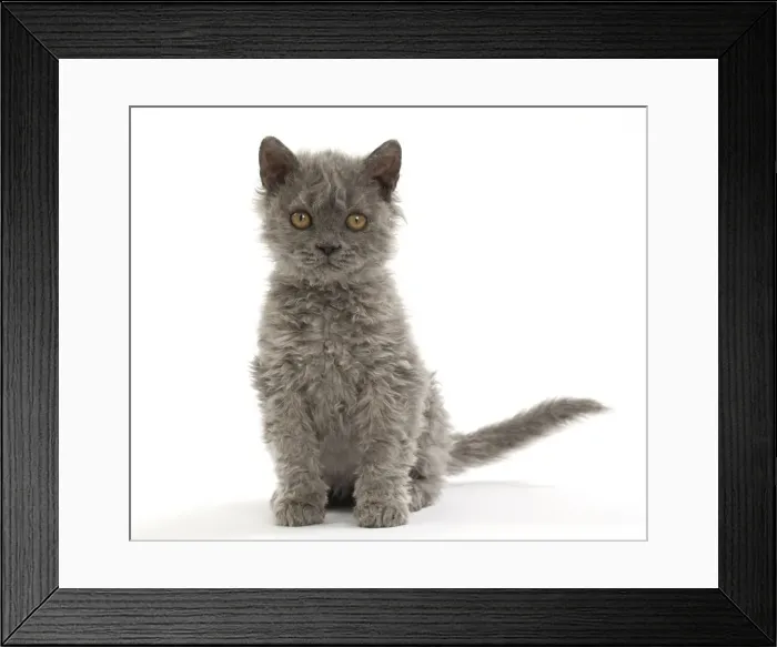 Framed Print : Picture No. 11092458 Framed Print : Picture No. 11092458