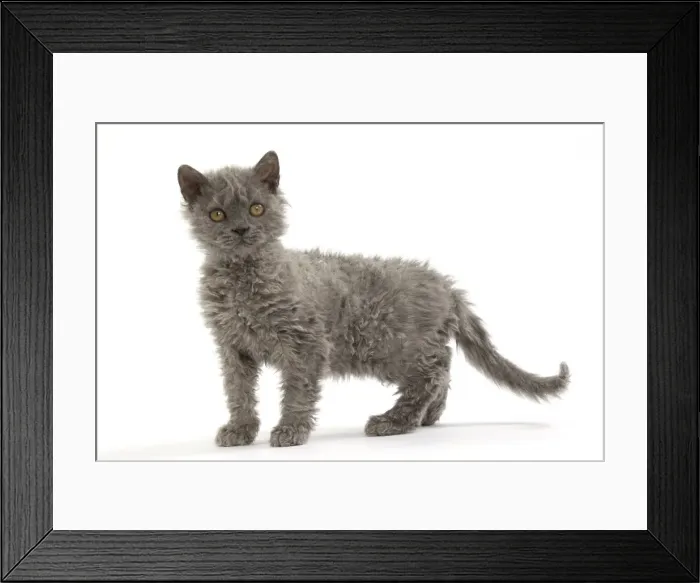 Framed Print : Picture No. 11092459 Framed Print : Picture No. 11092459