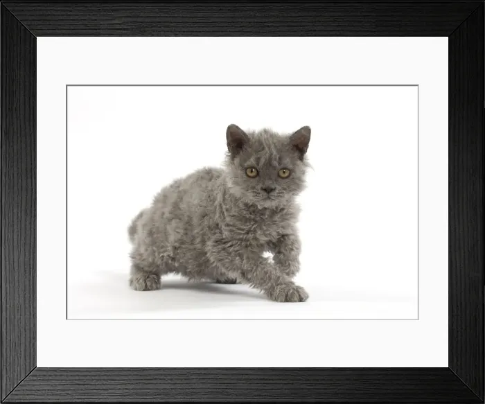 Framed Print : Picture No. 11092456 Framed Print : Picture No. 11092456